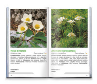 Fiori alpini Fiori alpini
