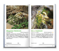 Alpenblumen