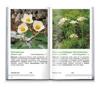 Alpenblumen