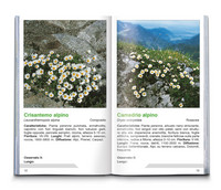Fiori alpini Fiori alpini
