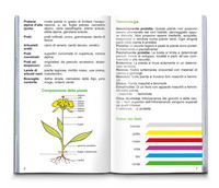 Fiori alpini Fiori alpini