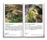 Fiori alpini Fiori alpini
