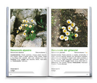 Fiori alpini Fiori alpini