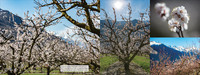 Mein Wallis, Mon Valais, My Valais Mein Wallis, Mon Valais, My Valais